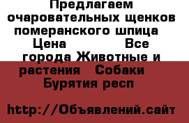 Предлагаем очаровательных щенков померанского шпица › Цена ­ 15 000 - Все города Животные и растения » Собаки   . Бурятия респ.